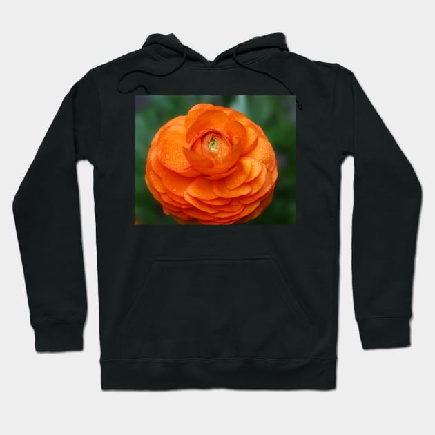 Orange Ranunculus Hoodie by ikshvaku